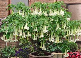 3-n-1-angel-trumpet — kopiya7